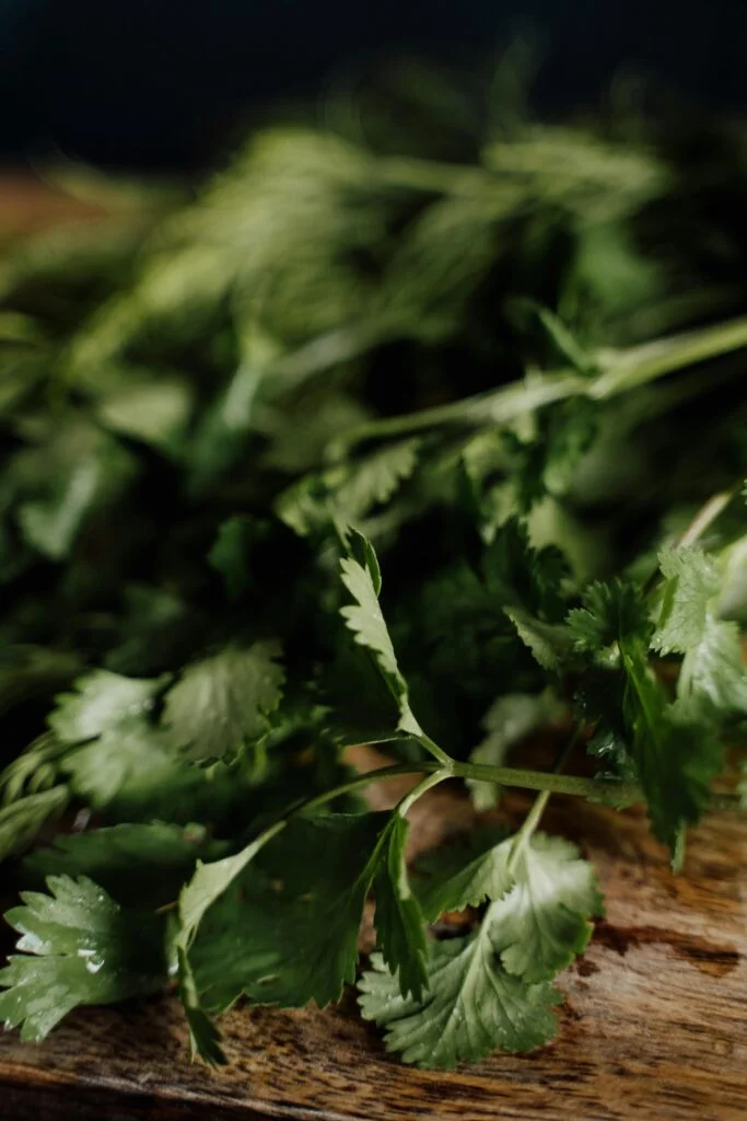 coriander herb