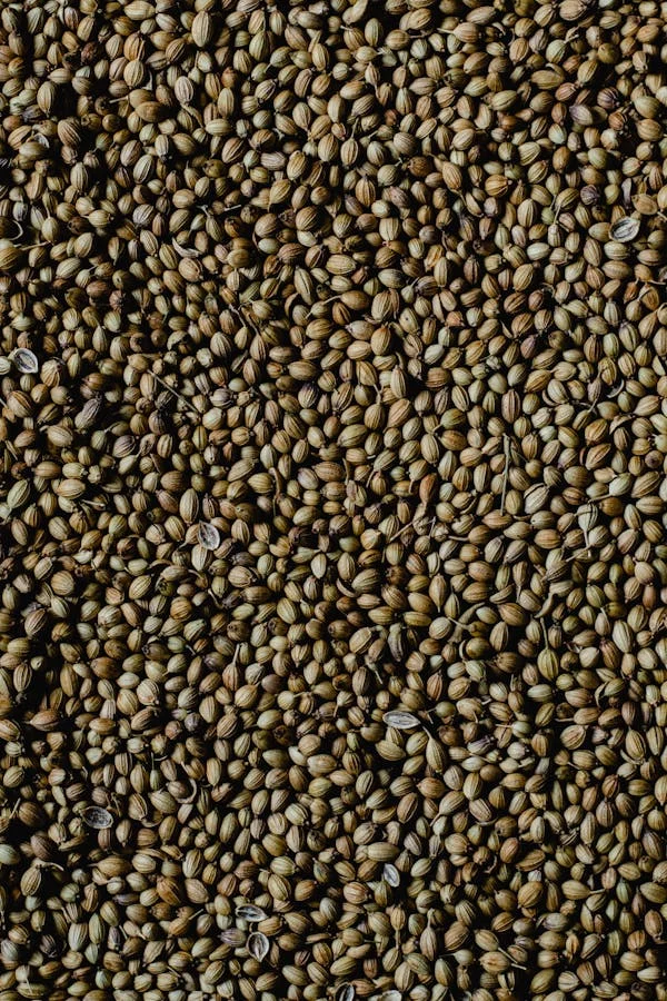 coriander seeds